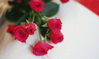 水植玫瑰花的养殖方法 玫瑰花养殖方法水养