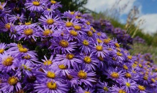 紫苑花的养殖方法（紫苑花怎么养）
