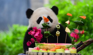 大熊猫吃什么食物（大熊猫吃什么食物有哪些）