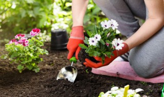 庭院植物栽植施肥深翻如何进行（庭院改良土壤最好的方法）