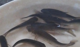 花骨鱼的养殖方法 花骨鱼养殖技术