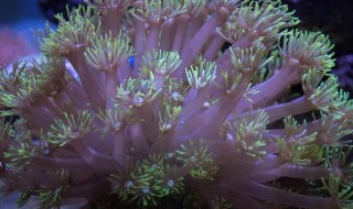 宝石花珊瑚的养殖方法 宝石花珊瑚怎么养
