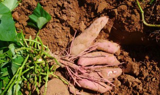 种红薯如何使用钾肥 种红薯可以用磷肥吗