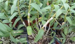 铁皮石斛怎么种植和管理 铁皮石斛怎样种植和养护