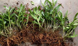 铁皮石斛冬季如何种植管理 铁皮石斛的种植和管理方法