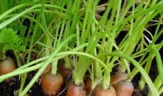 萝卜菜的种植方法（萝卜菜的种植方法和时间施肥）