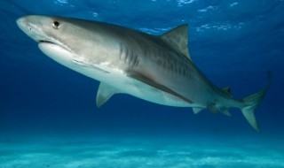 大白鲨是保护动物吗 大白鲨是保护动物吗?