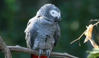非洲灰鹦鹉是保护动物吗 非洲灰鹦鹉的保护级别