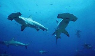 锤头鲨是保护动物吗（锤头鲨是保护国家动物吗）