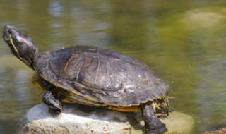 苏卡达陆龟是保护动物吗（苏卡塔尔陆龟是不是保护动物）
