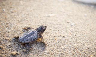 海龟是国家保护动物吗 哪些海龟属于国家保护动物