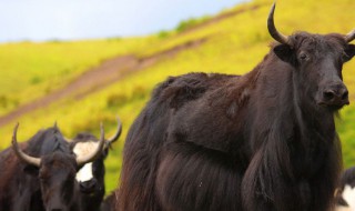 牦牛是保护动物吗 西藏牦牛是不是国家保护动物