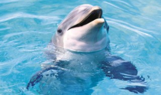 海豚是国家保护动物吗 海豚属于国家保护动物吗