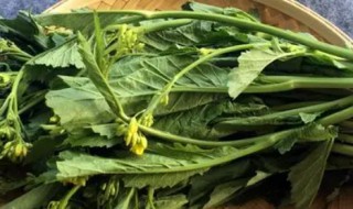芥菜苔怎么做好吃又嫩 菜苔怎么做简单好吃