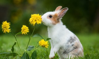 野兔是国家保护动物吗（野兔是国家保护的野生动物吗?）