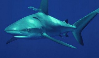 鲨鱼是国家保护动物吗 鲨鱼是国家保护动物吗?