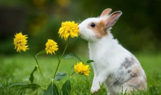 野兔子是保护动物吗 野兔是不是保护动物