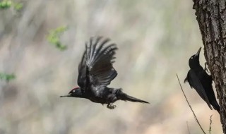 啄木鸟是国家保护动物吗（黑眉拟啄木鸟是国家保护动物吗）