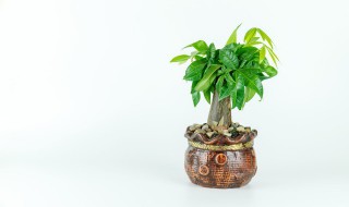 什么植物能代表金子放家里 金钱子树摆在家里好吗?