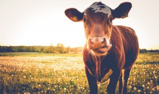 牛身上能生吃的肉是哪个部位 牛身上哪个部位的肉不能吃