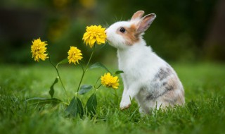 新手如何养兔子才能养好 怎样养兔子才能把兔子养好