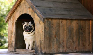 屋里有狗尿味怎么去除 怎么样能去除屋里的狗尿味