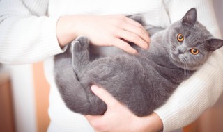 沙发猫尿味怎么去除 怎样去除沙发猫尿味