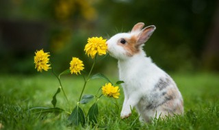 兔子如何养好 怎样养兔子才能把兔子养好