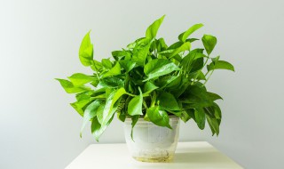 家里放什么小盆栽最好 适合放在家里的小型盆栽