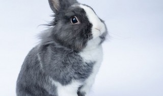 如何养好一只荷兰兔 荷兰兔好养活吗