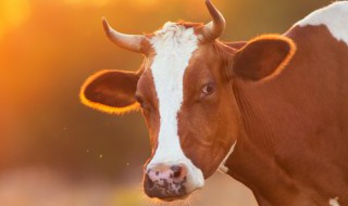 牛胸肉是牛的哪个部位 牛胸部的肉叫什么