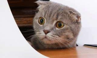 猫咪尿味怎么去除 如何去除猫咪尿味