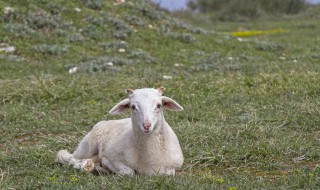 冬季如何养好怀母羊（养羊怀孕母羊需要注意什么）