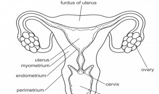 如何养好卵巢 怎么养好卵巢