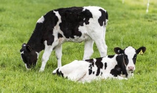 如何养好奶牛 如何养好奶牛肉牛肉山羊