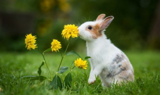 秋季如何养好种兔（兔子秋天怎么养）