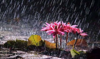 杭州梅雨季节是什么时间 杭州梅雨季节在几月份