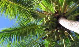 黄椰子的养殖方法和注意事项（盆栽椰子的养殖方法）