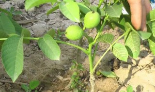 盆栽核桃树的种植方法（如何盆栽种植核桃）