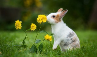 兔子是哺乳动物吗（兔子是哺乳动物吗兔子吃妈妈奶吗）