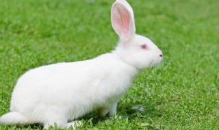 养小白兔需要注意什么 家养小白兔注意事项