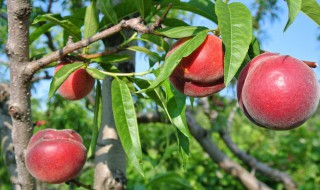 如何种好一颗桃树（怎样种好桃树）