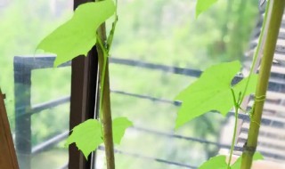 家庭阳台怎样种丝瓜 阳台种丝瓜的种植方法