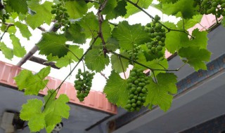葡萄树怎么种阳台上 阳台可以种葡萄树风水