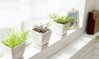 家里客厅适合放什么植物（家里客厅适合放什么植物有利于身体健康）