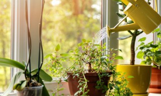 家里放什么植物容易养 放在家里容易养的植物