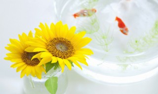 水培向日葵养护方法 向日葵水养放多少水