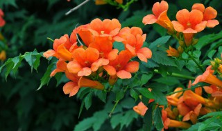 凌霄花可以种在阳台吗 凌霄花能种在阳台吗