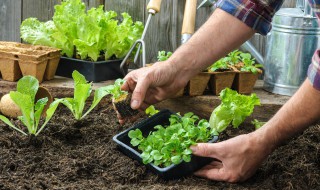 阳台种萝卜苗的方法 盆栽萝卜苗的种植方法