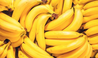 香蕉树怎么种（香蕉树怎么种植有种子吗?）
